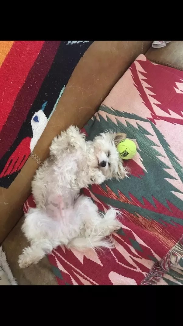 Why Do Dogs Sleep Under The Covers