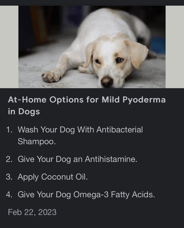 My Dog Has Pyoderma Infection And My Vet Isn't In Town,