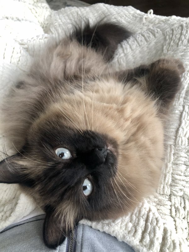 How much do kittens cost in Riyadh? Quora