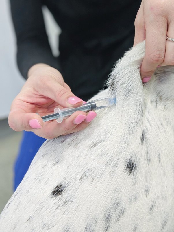 Subcutaneous Injection Dog