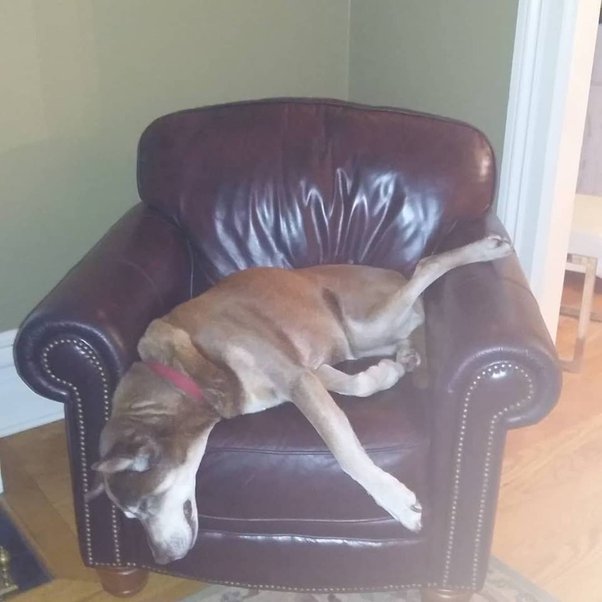 Why Do Dogs Hang Their Heads When Sleeping