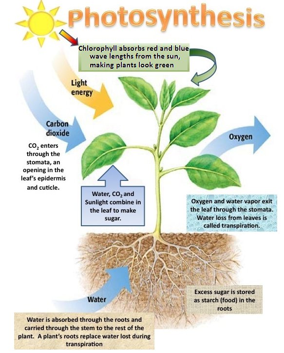 Do trees need nutrition to grow? Quora