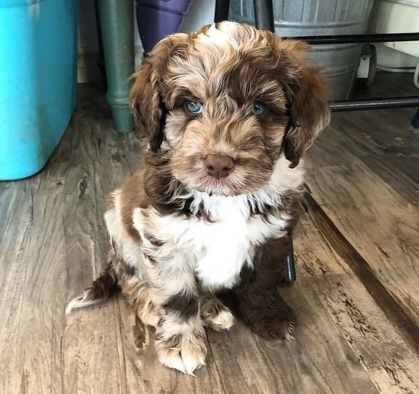 What is the most popular color of cats in the United States, and why is