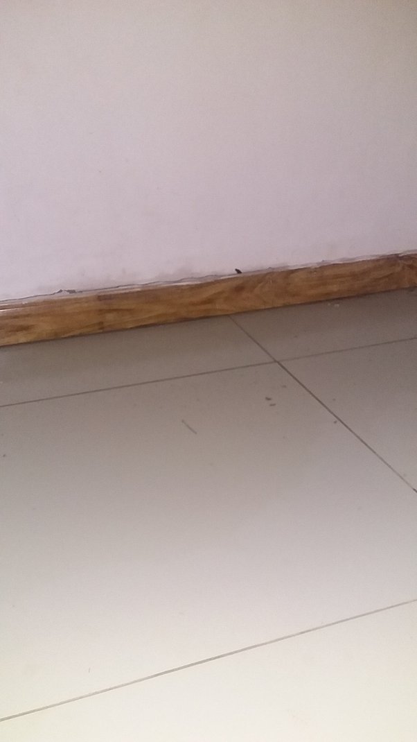 Can boiling water kill a snake? Quora