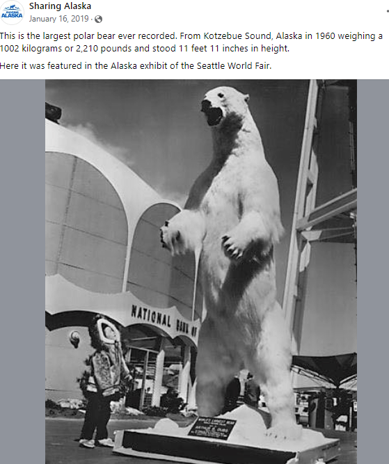 Biggest Polar Bear In The World
