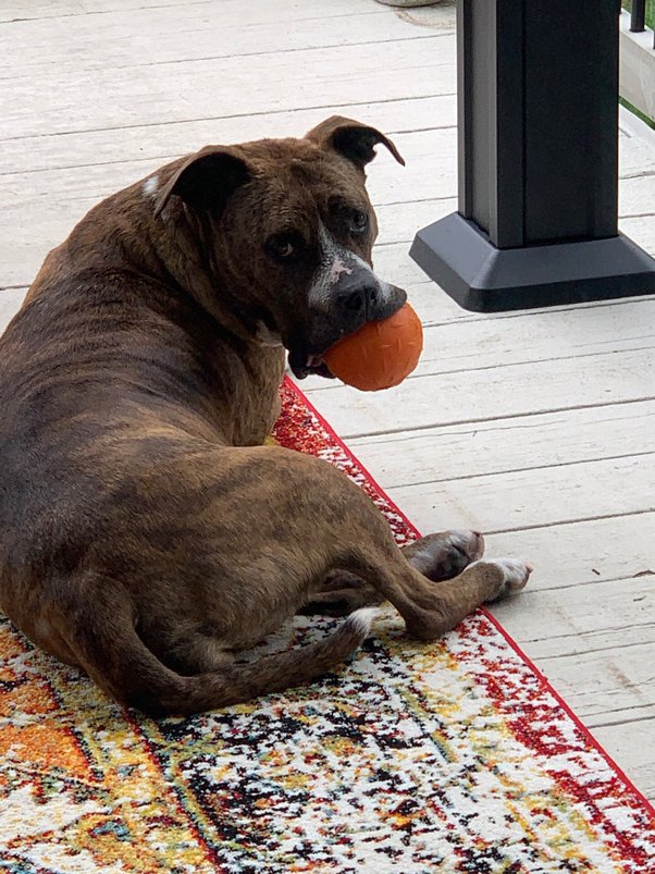 Is It Cruel To Leave A Dog At Home All Day