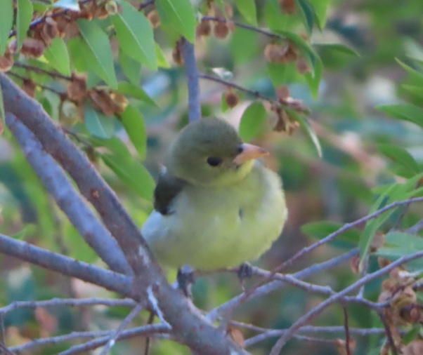 Why are Eurasian Robins known as 'Robin Redbreast' in the United