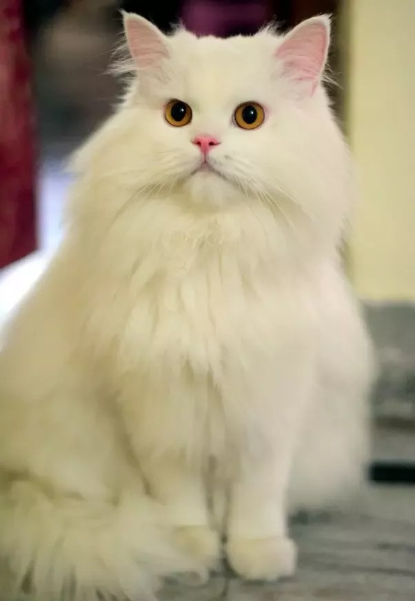 101 Types Of Persian Cats Colors Patterns (With Pictures)