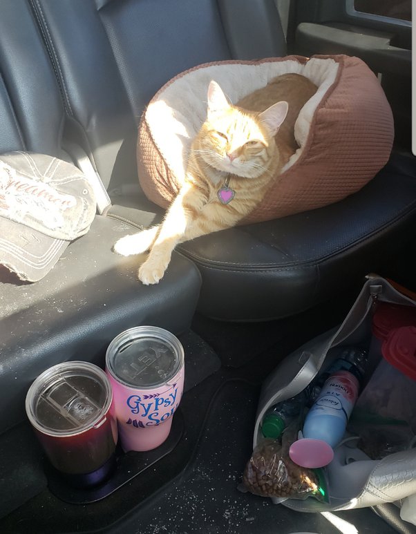What is the best way to move your cat overseas? Quora
