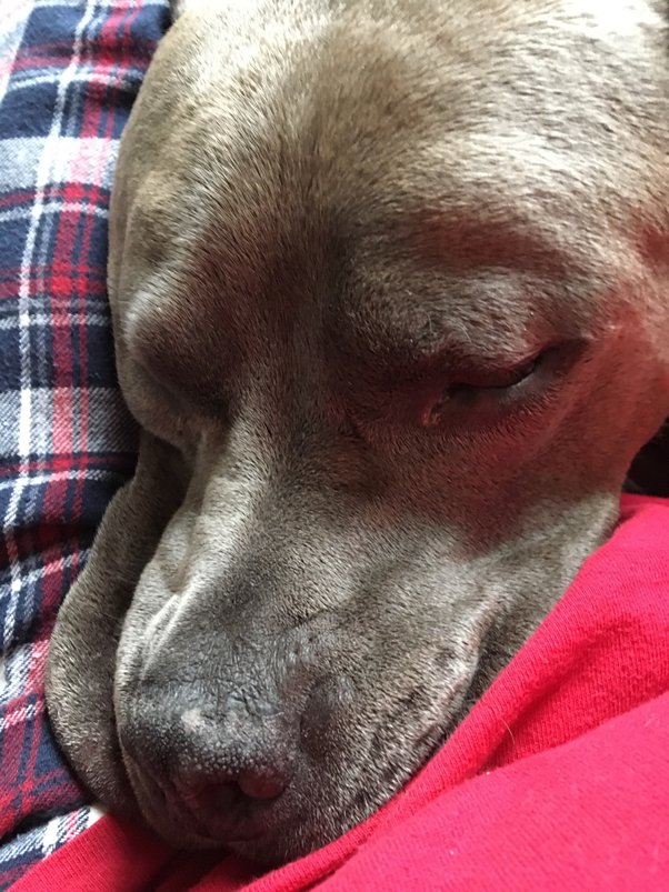 Does Cat Poop Stink Worse Than Dog Poop