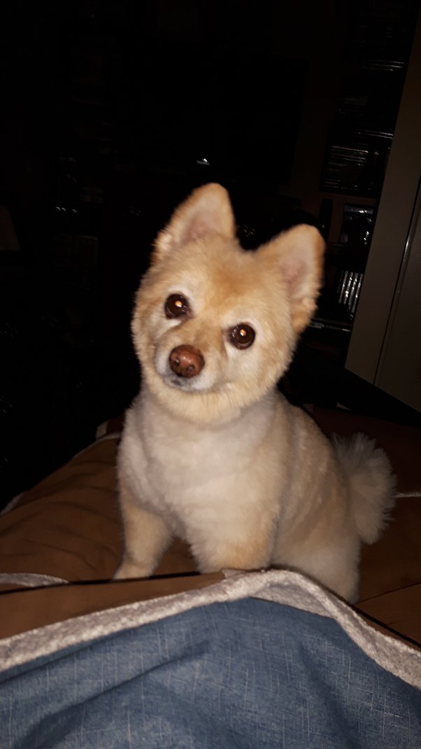 When Is It Time To Put My Elderly Dog Down