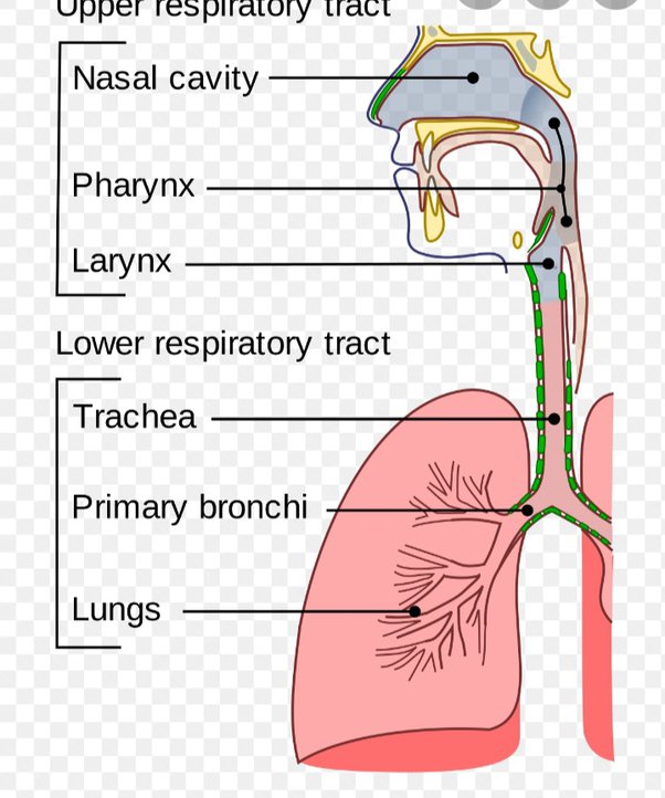 Why Does My Dog Breath Smell Like Sewage