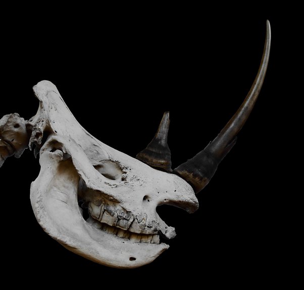 What does a unicorn horn symbolize? Quora