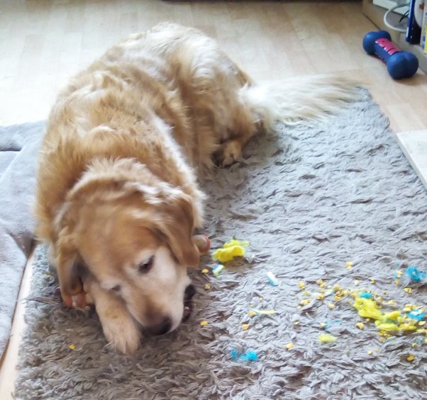 Why Does My Dog Tear Up