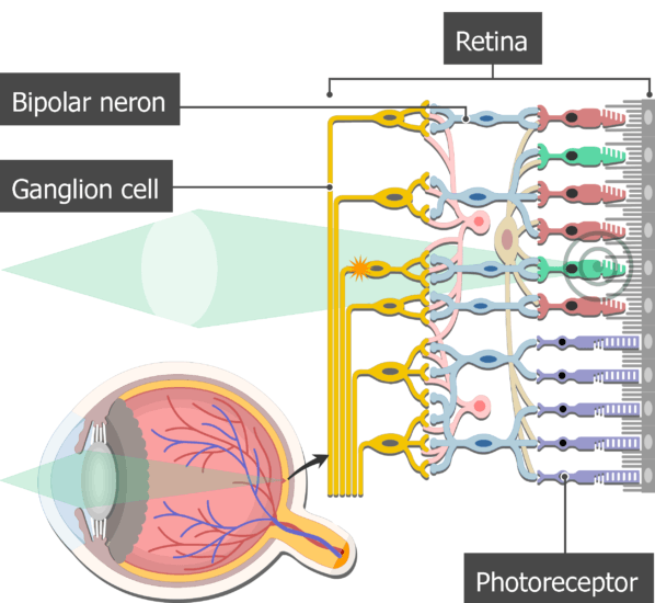 How Does The Eye Transform Light Energy Into Neural Messages? - Quora