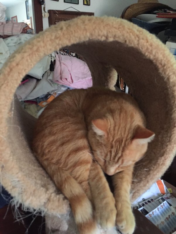 What do you most enjoy about your cat? Quora