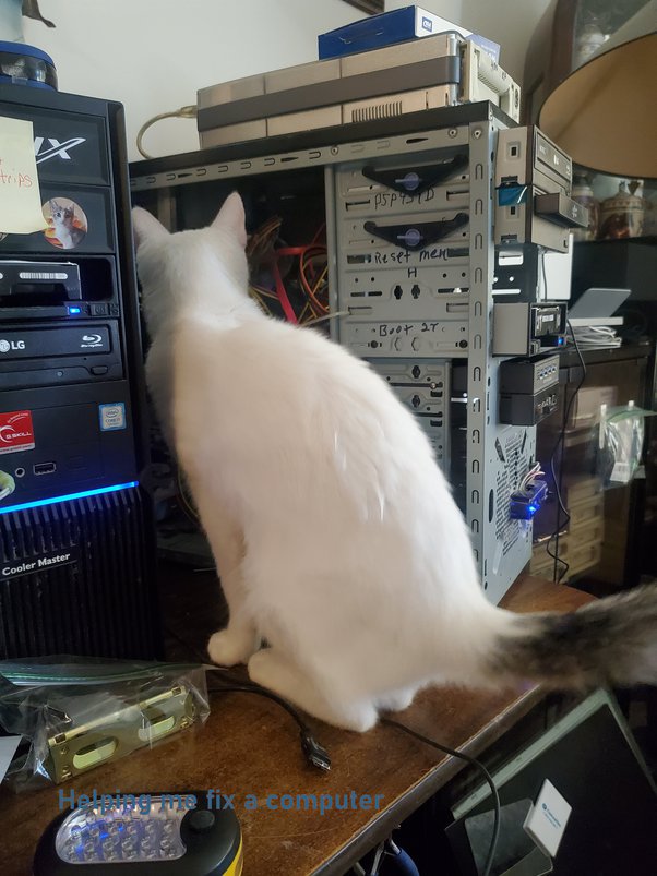 Why do cats act more like they are in charge? Quora