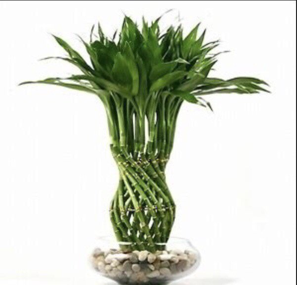 What's the difference between bamboo and lucky bamboo? Quora