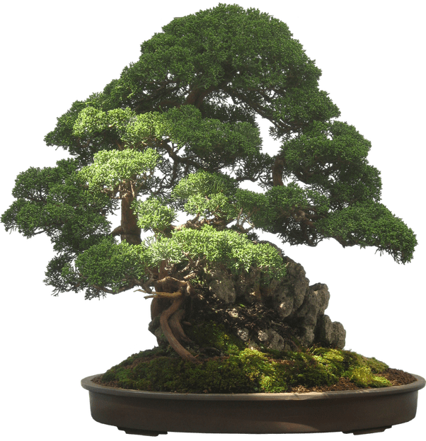 How to know if my juniper bonsai needs more sunlight Quora