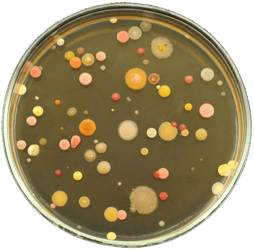 Can I use gelatin instead of agar agar? Quora