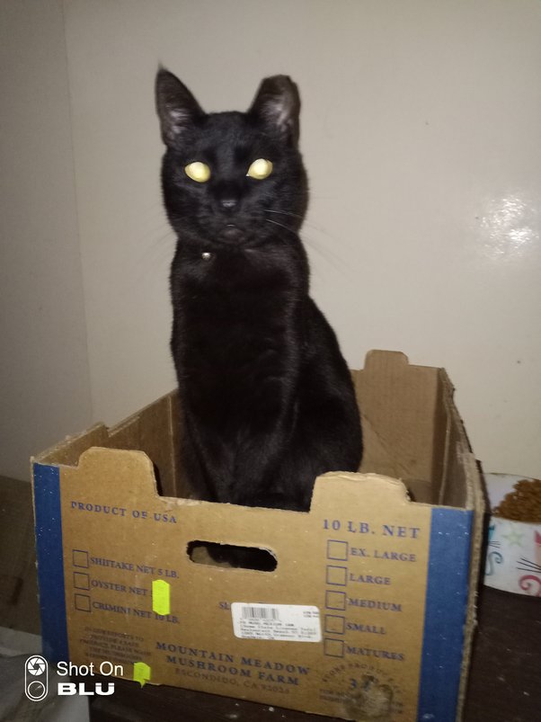 Why do cats like cardboard so much? Do cats find comfort and security in enclosed spaces? Quora