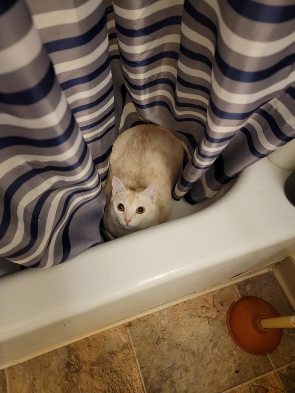 Why Do Cats Meow For Pets?