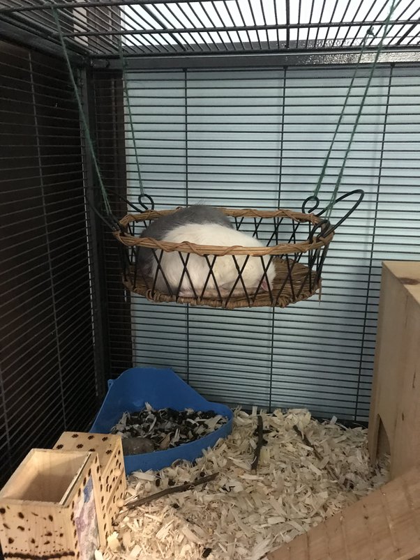 What do people think about gym rats? Quora