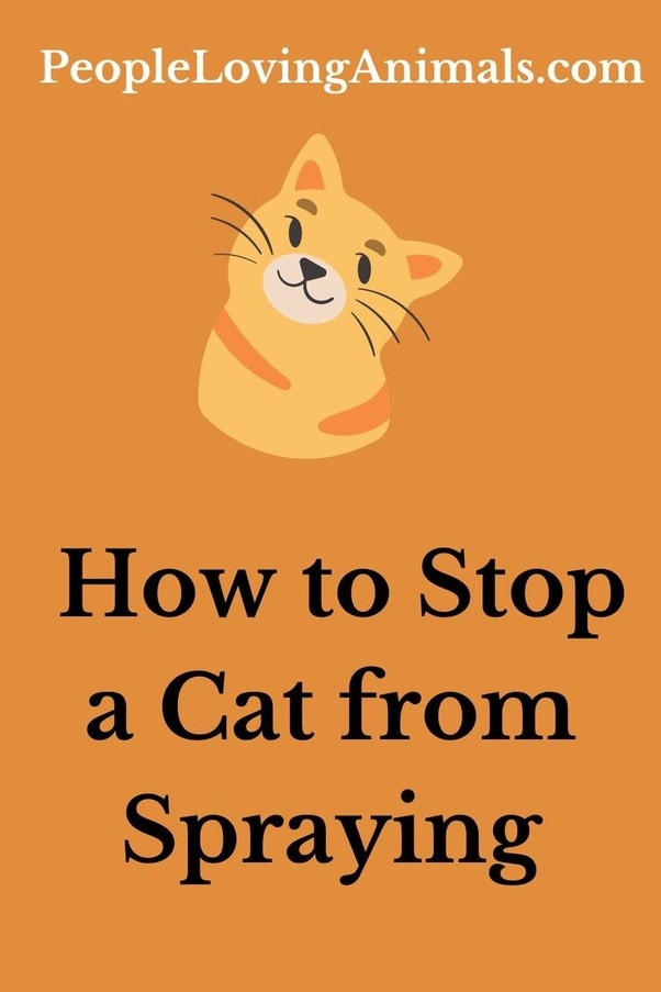 Cat Peeing In Shoes Shop