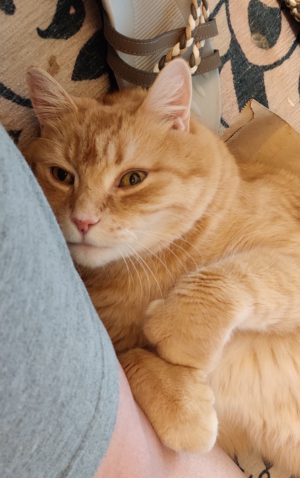 17+ Cat Rolling In Litter Box CairReyhan