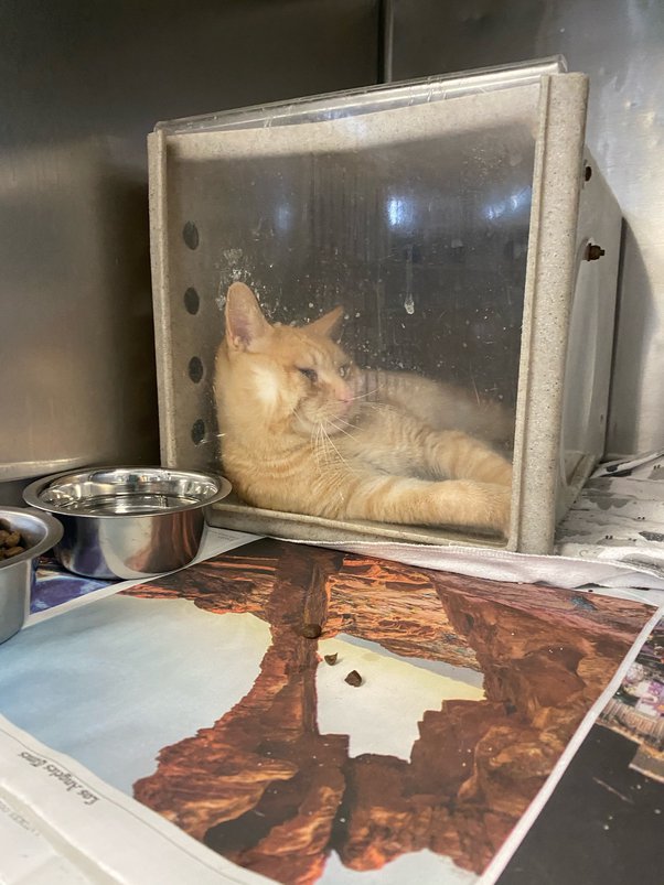 How long does it take for cats to get used to being outside if they are