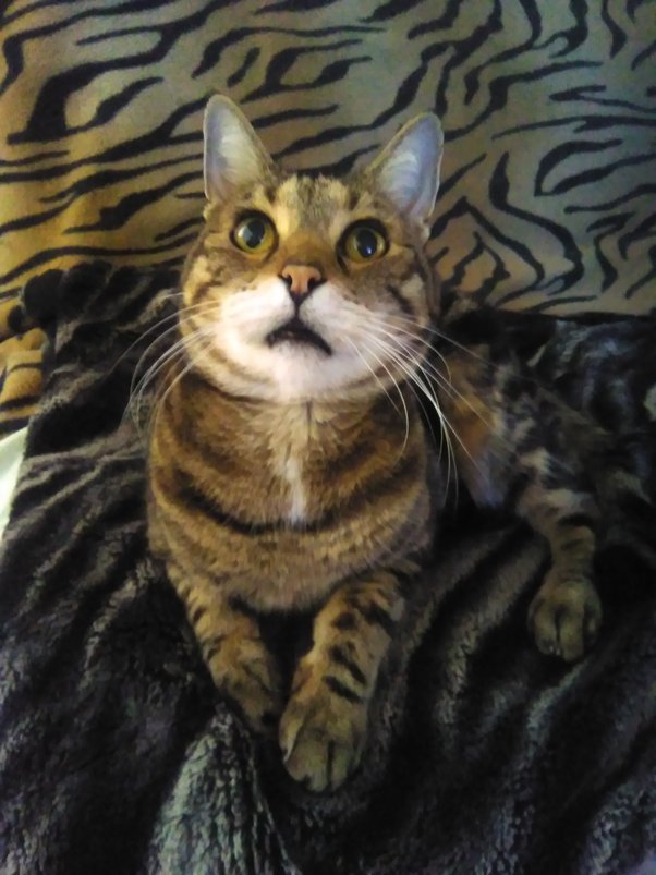 Why are Cats so Cute and Funny? Quora