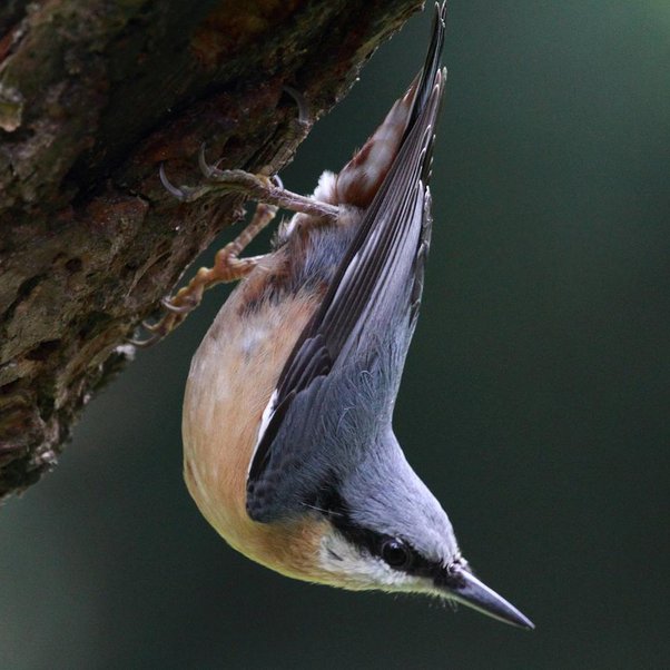 Albums 99+ Pictures Why Does My Bird Hang Upside Down In His Cage Stunning