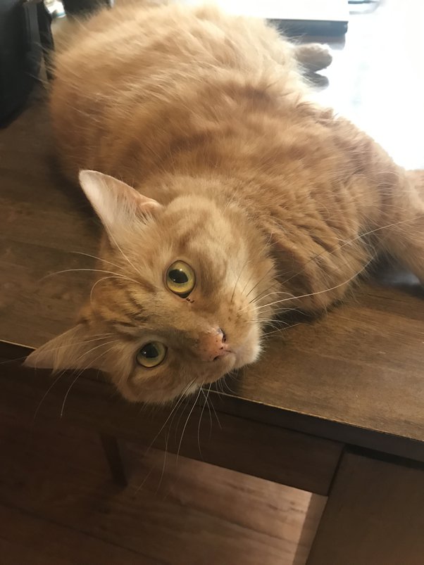 What is the best diet for my fat cat? Quora