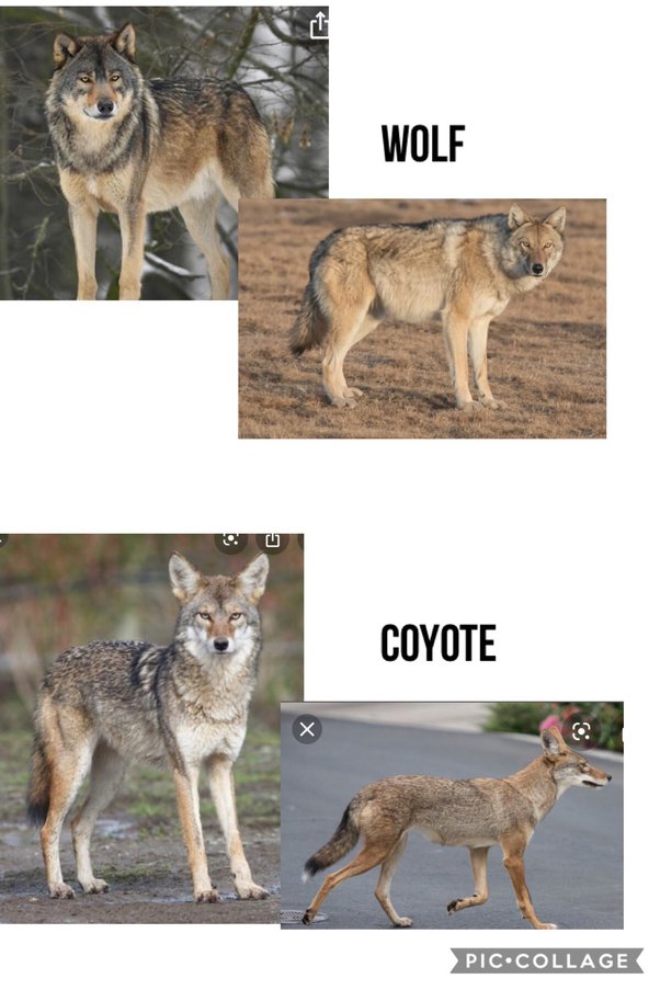 Whats The Difference Between A Coyote And A Dog