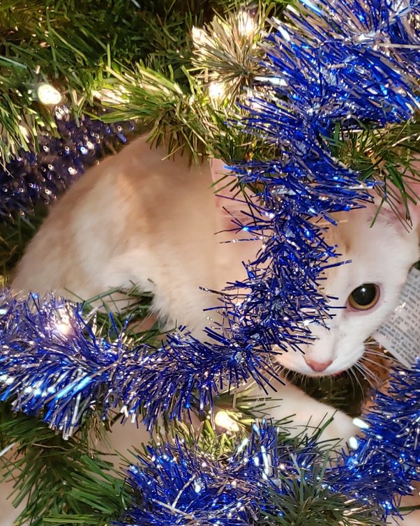 How to include my cat in holiday celebrations Quora