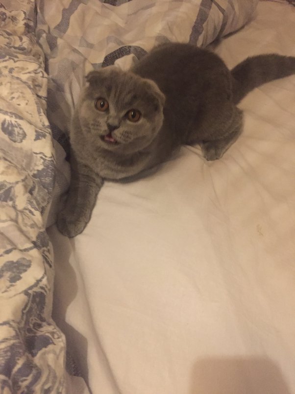 Does my cat know it’s me when he chases my hands under a cover? Quora