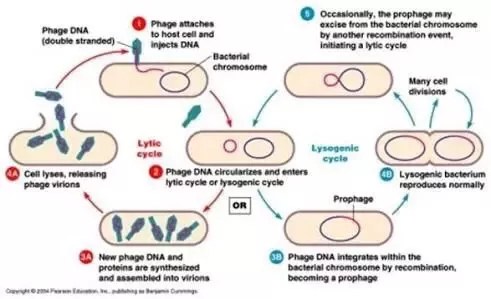What Is A Lytic Or Lysogenic Virus? - Quora