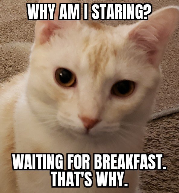 Why do some cats come up to humans and stare into their eyes without moving and then walk away