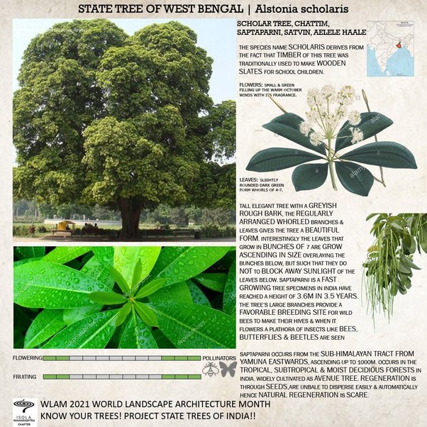 What is the national tree of the West Bengal state? Quora