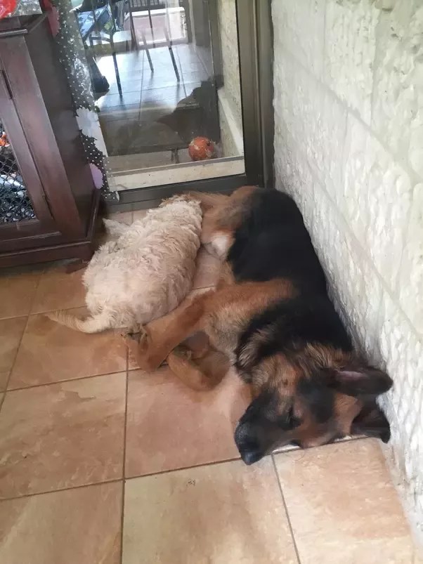 Why Do Dogs Wait To Eat Until You Get Home