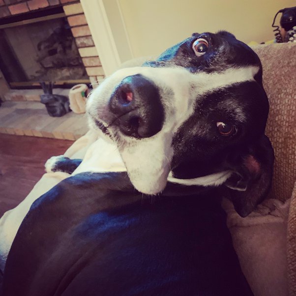 Why Do Dogs Greet You When You Come Home