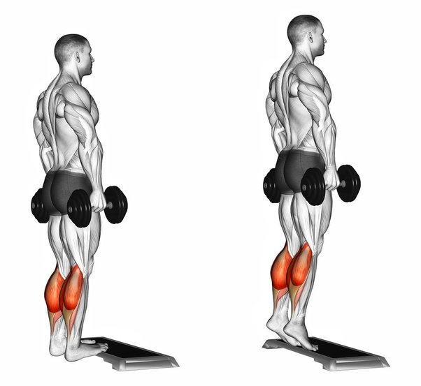 What exercise is better for calf development, seated calf raises or