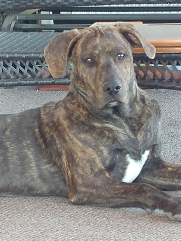 Should I Leave A Light On For Puppy At Night