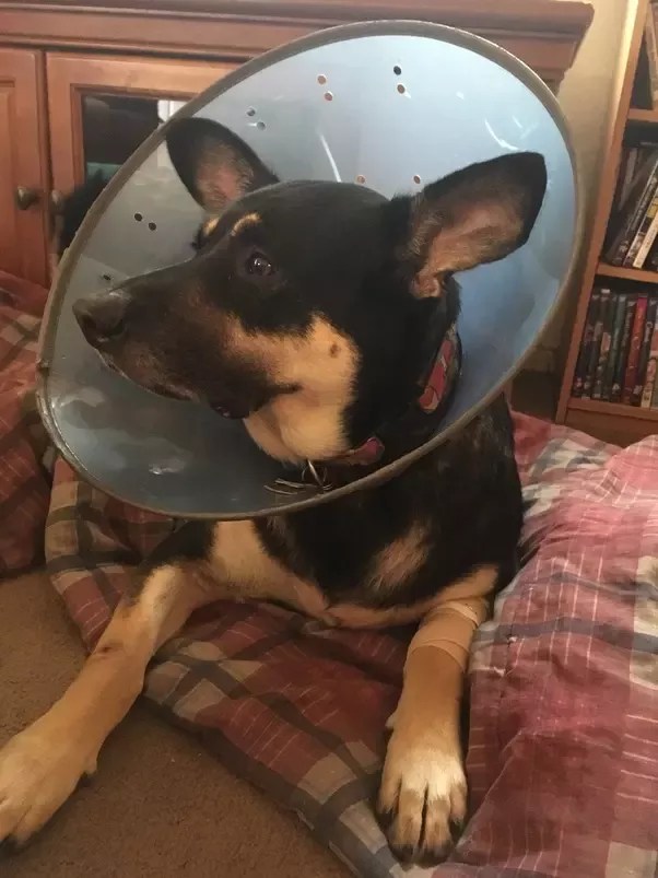 When Can My Dog Stop Wearing The Cone