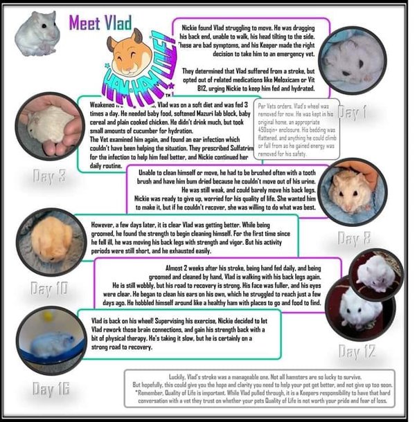 Why Is My Hamster Climbing And Swinging From The Cage Bars?, 47 OFF