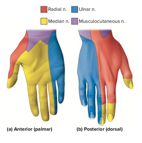 What is the best way to get rid of the pins and needles sensation caused by nerve damage? Quora