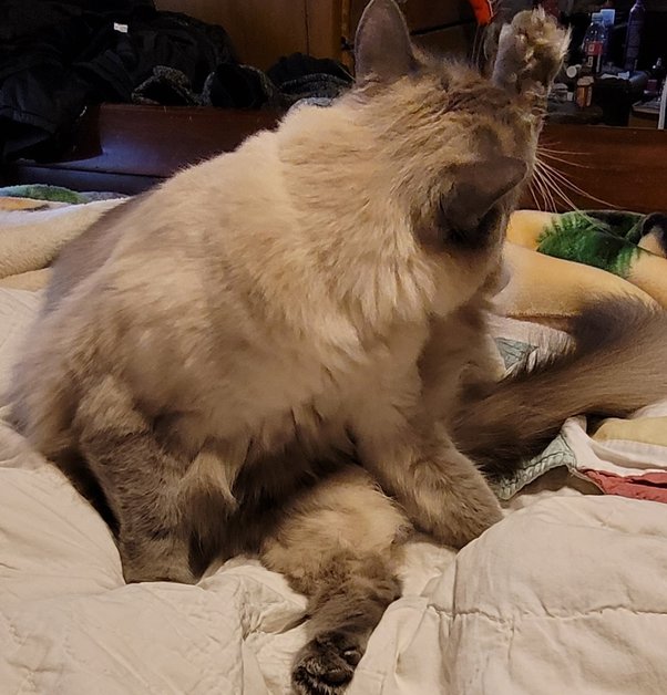 Why does my cat smell like urine from head to toe? Quora