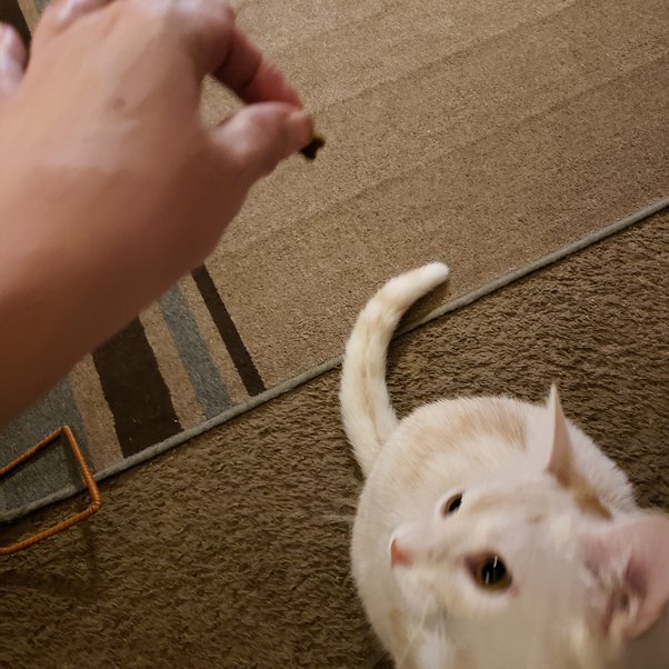 How to train a kitten and then cat to sit on your shoulder Quora