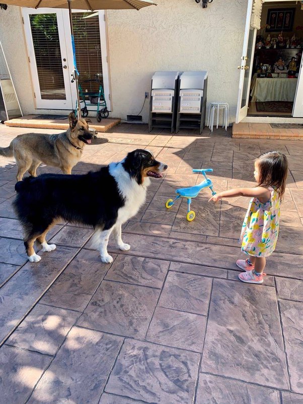 Can You Bring Dogs Into Dollar Tree