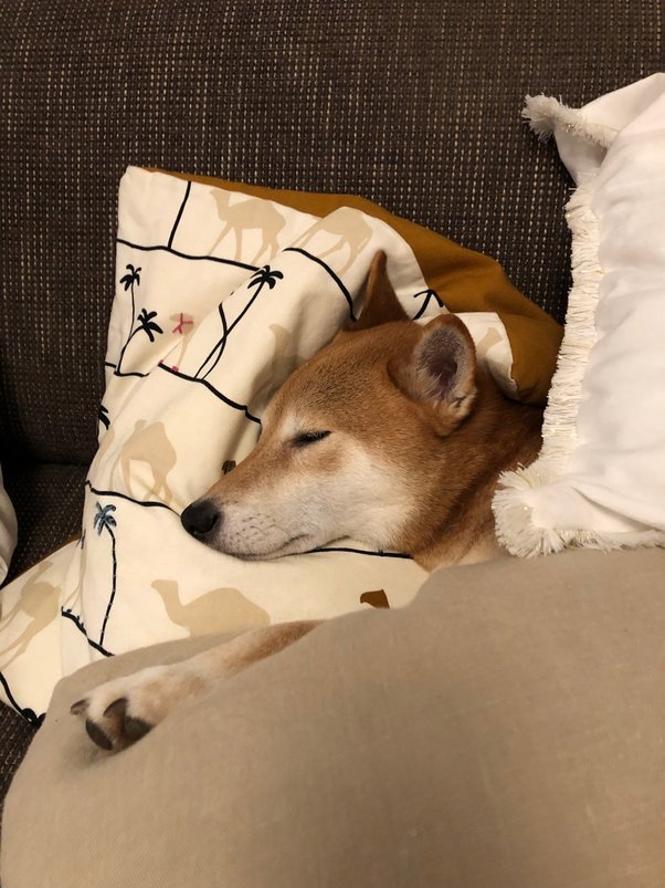 Why Does My Dog Like To Sleep With A Blanket In His Mouth